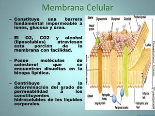 Membrana Celular
– Constituye    una     barrera
  fundamental impermeable a
  iones, glucosa y úrea.

– El   O2,   CO2   y   alcohol
  (liposolubles)    atraviesan
  esta     porción    de     la
  membrana con facilidad.

– Posee       moléculas   de
  colesterol       que    se
  encuentran disueltas en la
  bicapa lipídica.

– Contribuye        a         la
  determinación del grado de
  permeabilidad      a       los
  constituyentes
  hidrosolubles de los líquidos
  corporales.
 