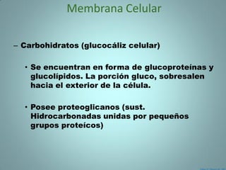 Membrana Celular

– Carbohidratos (glucocáliz celular)

  • Se encuentran en forma de glucoproteínas y
    glucolípidos. La porción gluco, sobresalen
    hacia el exterior de la célula.

  • Posee proteoglicanos (sust.
    Hidrocarbonadas unidas por pequeños
    grupos proteícos)
 
