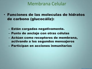 Membrana Celular

• Funciones de las moleculas de hidratos
  de carbono (glucocáliz):

  – Están cargadas negativamente.
  – Punto de anclaje con otras células
  – Actúan como receptores de membrana,
    activando a los segundos mensajeros
  – Participan en acciones inmunitarias
 