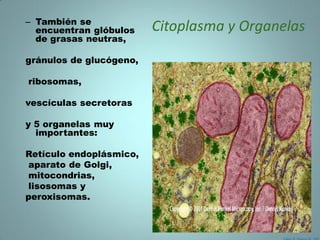 – También se
  encuentran glóbulos    Citoplasma y Organelas
  de grasas neutras,

gránulos de glucógeno,

ribosomas,

vescículas secretoras

y 5 organelas muy
  importantes:

Retículo endoplásmico,
aparato de Golgi,
mitocondrias,
lisosomas y
peroxisomas.
 
