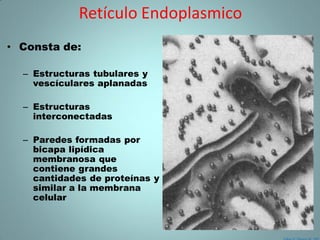 Retículo Endoplasmico
• Consta de:

  – Estructuras tubulares y
    vescículares aplanadas

  – Estructuras
    interconectadas

  – Paredes formadas por
    bicapa lipídica
    membranosa que
    contiene grandes
    cantidades de proteínas y
    similar a la membrana
    celular
 