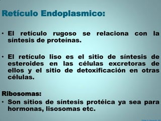 Retículo Endoplasmico:

• El retículo rugoso se relaciona con la
  síntesis de proteínas.

• El retículo liso es el sitio de síntesis de
  esteroides en las células excretoras de
  ellos y el sitio de detoxificación en otras
  células.

Ribosomas:
• Son sitios de síntesis protéica ya sea para
  hormonas, lisosomas etc.
 