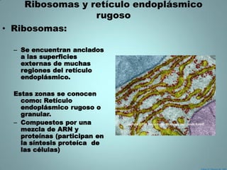 Ribosomas y retículo endoplásmico
                  rugoso
• Ribosomas:

  – Se encuentran anclados
    a las superficies
    externas de muchas
    regiones del retículo
    endoplásmico.

  Estas zonas se conocen
    como: Retículo
    endoplásmico rugoso o
    granular.
  – Compuestos por una
    mezcla de ARN y
    proteínas (participan en
    la síntesis proteíca de
    las células)
 