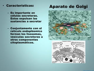 • Características:           Aparato de Golgi
  – Es importante en
    células secretoras.
    Estas expulsan las
    sustancias a secretar

  – Conjuntamente con el
    retículo endoplásmico
    forman los lisosomas,
    vesículas secretoras u
    otros componentes
    citoplasmáticos.
 