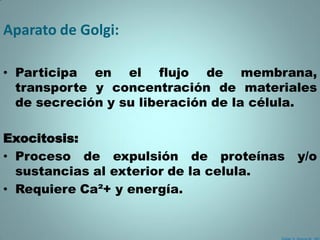 Aparato de Golgi:

• Participa en el flujo de membrana,
  transporte y concentración de materiales
  de secreción y su liberación de la célula.

Exocitosis:
• Proceso de expulsión de proteínas      y/o
  sustancias al exterior de la celula.
• Requiere Ca²+ y energía.
 