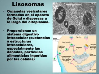 Lisosomas
• Organelas vesiculares
  formadas en el aparato
  de Golgi y dispersas a
  lo largo del citoplasma.

• Proporcionan un
  sistema digestivo
  intracelular (sustancias
  y estructuras
  intracelulares,
  especialmente las
  dañadas, partículas
  alimenticias ingeridas
  por las células)
 