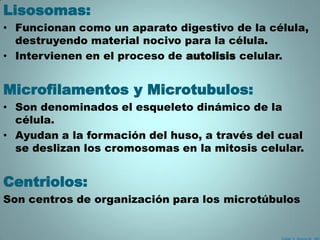 Lisosomas:
• Funcionan como un aparato digestivo de la célula,
  destruyendo material nocivo para la célula.
• Intervienen en el proceso de autolisis celular.


Microfilamentos y Microtubulos:
• Son denominados el esqueleto dinámico de la
  célula.
• Ayudan a la formación del huso, a través del cual
  se deslizan los cromosomas en la mitosis celular.


Centriolos:
Son centros de organización para los microtúbulos
 