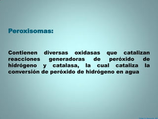 Peroxisomas:


Contienen diversas oxidasas que catalizan
reacciones   generadoras     de  peróxido   de
hidrógeno y catalasa, la cual cataliza la
conversión de peróxido de hidrógeno en agua
 