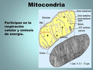 Mitocondria


Participan en la
respiración
celular y síntesis
de energía.
 