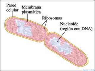 Edgar H. Murcia M. MV
 