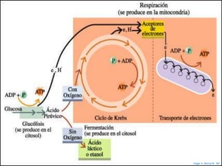 Edgar H. Murcia M. MV
 
