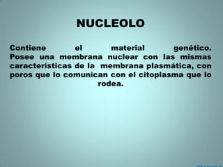 NUCLEOLO

Contiene        el       material     genético.
Posee una membrana nuclear con las mismas
características de la membrana plasmática, con
poros que lo comunican con el citoplasma que lo
                      rodea.
 