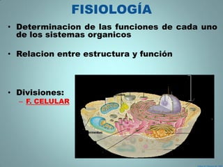 FISIOLOGÍA
• Determinacion de las funciones de cada uno
  de los sistemas organicos

• Relacion entre estructura y función



• Divisiones:
  – F. CELULAR
 