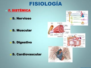 FISIOLOGÍA
   F. SISTÉMICA

       S. Nervioso


       S. Muscular


       S. Digestivo


       S. Cardiovascular
 