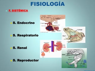 FISIOLOGÍA
   F. SISTÉMICA



        S. Endocrino


        S. Respiratorio


        S. Renal


        S. Reproductor
 