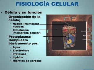 FISIOLOGÍA CELULAR
• Célula y su función
  – Organización de la
    célula;
    • Núcleo (membrana
      nuclear)
    • Citoplasma
      (membrana celular)
  – Protoplasma:
    Compuesto
    básicamente por:
    •   Agua
    •   Electrolitos
    •   Proteínas
    •   Lípidos
    •   Hidratos de carbono
 