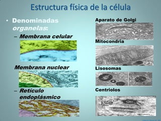 Estructura física de la célula
• Denominadas            Aparato de Golgi
  organelas:
 – Membrana celular
                         Mitocondria




 Membrana nuclear        Lisosomas




 – Retículo              Centriolos
   endoplásmico
 