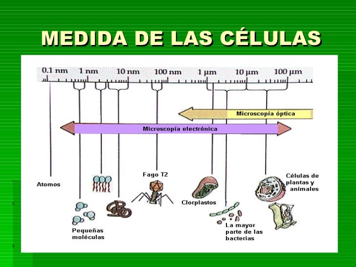 LA CÉLULA EUCARIOTA