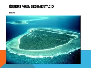 ÉSSERS VIUS: SEDIMENTACIÓ
Esculls
 