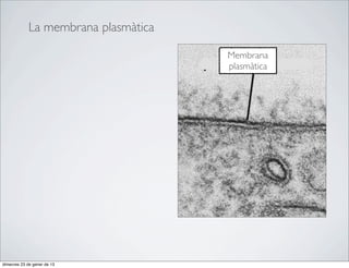 La membrana plasmàtica

                                      Membrana
                                      plasmàtica




dimecres 23 de gener de 13
 