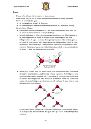 Departamento CCNN                                                              Colegio Brains


El Agua

    El agua es la molécula más abundante en los seres vivos.
    Puede oscilar entre el 20% en tejidos óseos y hasta el 85% en las células cerebrales.
    Formas de obtención del agua:
      De forma exógena: a través de alimentos
      De forma endógena: a partir de reacciones metabólicas (Ej.: respiración celular)
    Características del agua:
      Composición: un átomo de oxígeno (O) y dos átomos de hidrógeno (H) se unen con
         un enlace covalente formando un ángulo de 104,5°.
      La molécula de agua es eléctricamente neutra y tiene átomos con diferentes valores
         de electronegatividad. El átomo de oxígeno es más electronegativo que el de
         hidrógeno. Esto da lugar a un exceso de carga negativa sobre el átomo de oxígeno y
         un exceso de carga positiva sobre los dos átomos de hidrógeno. Este exceso de carga
         se denomina densidad de carga. Esta distribución espacial de cargas se define como
         momento dipolar, y da lugar a una molécula (con carga neta 0) en la que se establece
         un dipolo. Es decir, que adquiere un carácter polar.


                                                          104,5°




      Debido a su carácter polar, las moléculas de agua interaccionan entre sí mediante
       atracciones electrostáticas, estableciendo enlaces o puentes de hidrógeno. Cada
       átomo de oxígeno ejerce atracción sobre cada una de las cargas parciales positivas de
       los átomos de hidrógeno de otras moléculas. Pudiéndose formar así un total de
       cuatro enlaces de hidrógeno alrededor de una sola molécula de agua (uno en cada
       hidrógeno y dos en el oxígeno).




          A pesar de la relativa fragilidad de los Puentes de hidrógeno esto es explicar algunas
          de las propiedades más importantes del agua, como que sea un fluido a temperatura
          ambiente.


                                              -3-
 