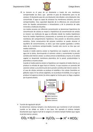 Departamento CCNN                                                             Colegio Brains


         La ósmosis es el paso de un disolvente a través de una membrana
          semipermeable (es decir, que permite el paso de disolventes pero no de
          solutos). El disolvente pasa de una disolución más diluida a otra disolución más
          concentrada. El agua es capaz de atravesar las membranas celulares, que son
          semipermeables. Esta capacidad depende de la diferencia de concentración
          entre los líquidos extracelulares e intracelulares y de la presencia de sales
          minerales y moléculas disueltas.
          Los medios acuosos con diferente concentración se denominan hipertónico (la
          concentración de solutos es mayor) o hipotónicos (la concentración de solutos
          es menor). Las moléculas de agua se difunden desde los medios hipotónicos
          hacia los medios hipertónicos, provocando un aumento de la presión sobre la
          membrana del compartimento hipotónico. Esta presión se denomina presión
          osmótica. Como consecuencia del proceso osmótico se puede alcanzar el
          equilibrio de concentraciones, es decir, que estas quedan igualadas a ambos
          lados de la membrana semipermeable. Cuando esto ocurre se dice que son
          medios isotónicos.
          Cuando el medio externo celular es hipertónico con respecto al interno, sale
          agua de la célula, disminuyendo el volumen celular y aumentando la presión
          osmótica del interior celular. La célula animal se deshidrata y muere; en la célula
          vegetal se desprende membrana plasmática de la pared, produciéndose la
          plasmólisis o muerte celular.
          Cuando el medio externo celular es hipotónico con respecto al medio interno, se
          produce la entrada de agua hacia el interior, lo que ocasiona un aumento del
          volumen celular y una disminución de la presión osmótica del interior celular. En
          el caso de células animales se produce el estallido o lisis celular (hemólisis en
          glóbulos rojos). En las células vegetales, no se produce el estallido, en su lugar se
          produce la turgencia celular (la célula vegetal se hincha pero no llega a explotar
          por la pared celular).




     Función de regulación del pH:
      Se denominan sistemas tampón a las disoluciones que mantienen el pH constante
      cuando se les añade un ácido o una base. Por ejemplo el sistema tampón
      bicarbonato (que regula el pH de la sangre) o el sistema tampón fosfato (que regula
      el pH del interior celular).




                                            -6-
 