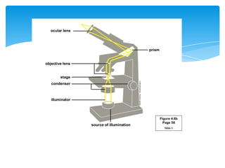 Slide 1
ocular lens
objective lens
stage
condenser
illuminator
prism
source of illumination
Figure 4.6b
Page 58
Slide 1
ocular lens
objective lens
stage
condenser
illuminator
prism
source of illumination
Figure 4.6b
Page 58
 