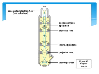 Slide 10
viewing screen
projector lens
intermediate lens
objective lens
specimen
condenser lens
accelerated electron flow
(top to bottom)
Figure 4.7
Page 58
 