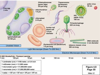 Slide 12
frog egg
3 mm
typical plant cell
10-100 µm
mitochondrion
1-5 µm
chloroplast
2-10 µm
human red
blood cell
7-8 µm
diameter
Trypanosoma
(protozoan)
25 µm long
Chlamydomonas
(green alga)
5-6 µm long
polio virus
30 nm
HIV
(AIDS virus)
100 nm
T4 bacteriophage
225 nm long
tobacco mosaic virus
300 nm long
DNA molecule
2 nm diameter
Unaided Vision
Electron Microscope (Down To 0.5 Nm)
Light Microscope (Down To 200 Nm)
Escherichia coli (bacterium)
1-5 µm long
1 centimeter (cm) = 1/100 meter, or 0.4 inch
1 millimeter (mm) = 1/1,000 meter
1 micrometer (µm) = 1/1,000,000 meter
1 nanometer (nm) = 1/1,000,000,000 meter
1 meter = 102 cm = 103 mm = 106 µm = 109 nm
1 mm 100 µm 10 µm 1 µm 100 nm 10 nm 1 nm 0.5 nm
Figure 4.8
Page 59
 