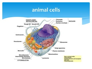 animal cells
 