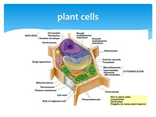 plant cells
 