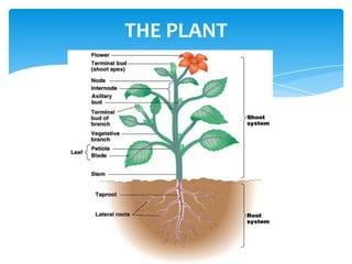 THE PLANT
 