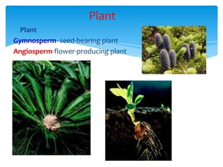 Plant
Plant
Gymnosperm- seed-bearing plant
Angiosperm-flower-producing plant
 
