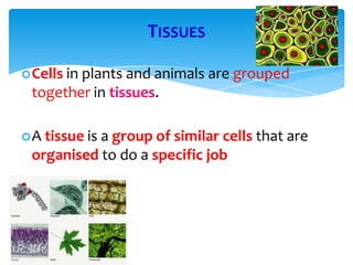 TISSUES
Cells in plants and animals are grouped
together in tissues.
A tissue is a group of similar cells that are
organised to do a specific job
 