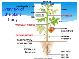 shoot tip
(terminal bud)
lateral (axillary) bud
flower
EPIDERMIS
leaf
seeds
(inside fruit)
withered
cotyledon
root hairs
root tip
root cap
node
node
internode
VASCULAR TISSUES
GROUND TISSUES
SHOOT SYSTEM
ROOT SYSTEM
primary root
lateral root
Overview of
the plant
body
 