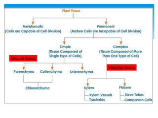 Ground tissue
Vascular tissue
 
