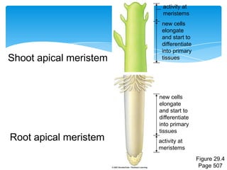 activity at
meristems
new cells
elongate
and start to
differentiate
into primary
tissues
activity at
meristems
new cells
elongate
and start to
differentiate
into primary
tissues
Figure 29.4
Page 507
Root apical meristem
Shoot apical meristem
 