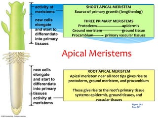 activity at
meristems
new cells
elongate
and start to
differentiate
into primary
tissues
ROOT APICAL MERISTEM
Apical meristem near all root tips gives rise to
protoderm, ground meristem, and procambium
These give rise to the root’s primary tissue
systems: epidermis, ground tissues, and
vascular tissues
SHOOT APICAL MERISTEM
Source of primary growth (lengthening)
THREE PRIMARY MERISTEMS
Protoderm epidermis
Ground meristem ground tissue
Procambium primary vascular tissues
activity at
meristems
new cells
elongate
and start to
differentiate
into primary
tissues
Figure 29.4
Page 507
Apical Meristems
 