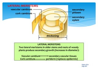 vascular cambium
cork cambium
secondary
phloem
secondary
xylem
thickening
LATERAL MERISTEMS
Two lateral meristems in older stems and roots of woody
plants produce secondary growth (increases in diameter):
Vascular cambium secondary vascular tissues
Cork cambium periderm (replaces epidermis)
Figure 29.4
Page 507
LATERAL MERISTEMS
 