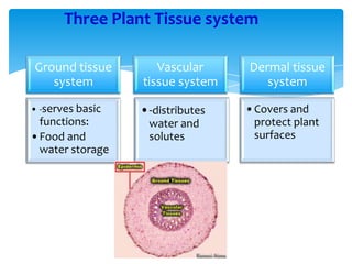 Ground tissue
system
• -serves basic
functions:
•Food and
water storage
Vascular
tissue system
•-distributes
water and
solutes
Dermal tissue
system
•Covers and
protect plant
surfaces
Three Plant Tissue system
 