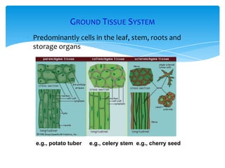 GROUND TISSUE SYSTEM
 Predominantly cells in the leaf, stem, roots and
storage organs
e.g., potato tuber e.g., celery stem e.g., cherry seed
 