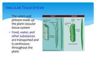 VASCULAR TISSUE SYSTEM
 The xylem and
phloem made up
the plant vascular
tissue system
 Food, water, and
other substances
are transported and
is continuous
throughout the
plant.
 