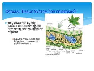 DERMAL TISSUE SYSTEM (OR EPIDERMIS)
 Single layer of tightly
packed cells covering and
protecting the young parts
of plant
 E.g., the waxy cuticle that
help plant retain water in
leaves and stems
 