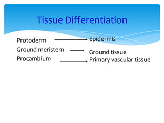 Tissue Differentiation
Protoderm
Ground meristem
Procambium
Epidermis
Ground tissue
Primary vascular tissue
 