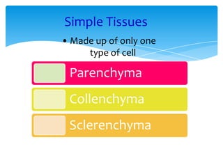 Simple Tissues
• Made up of only one
type of cell
Parenchyma
Collenchyma
Sclerenchyma
 