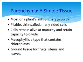 Parenchyma: A Simple Tissue
• Most of a plant’s soft primary growth
• Pliable, thin walled, many sided cells
• Cells remain alive at maturity and retain
capacity to divide
• Mesophyll is a type that contains
chloroplasts
Parenchyma: A Simple Tissue
• Most of a plant’s soft primary growth
• Pliable, thin walled, many sided cells
• Cells remain alive at maturity and retain
capacity to divide
• Mesophyll is a type that contains
chloroplasts
• Ground tissue for fruits, stems and
leaves.
 