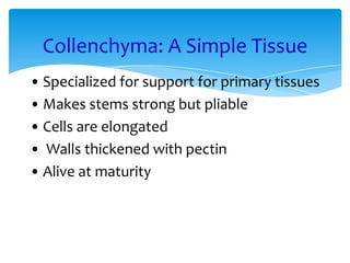 Collenchyma: A Simple Tissue
• Specialized for support for primary tissues
• Makes stems strong but pliable
• Cells are elongated
• Walls thickened with pectin
• Alive at maturity
 