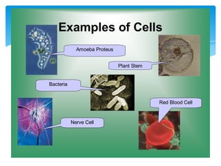 Examples of Cells
Amoeba Proteus
Plant Stem
Red Blood Cell
Nerve Cell
Bacteria
 