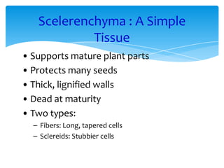 Scelerenchyma : A Simple
Tissue
• Supports mature plant parts
• Protects many seeds
• Thick, lignified walls
• Dead at maturity
• Two types:
– Fibers: Long, tapered cells
– Sclereids: Stubbier cells
 