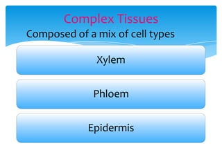 Complex Tissues
Xylem
Phloem
Epidermis
Composed of a mix of cell types
 